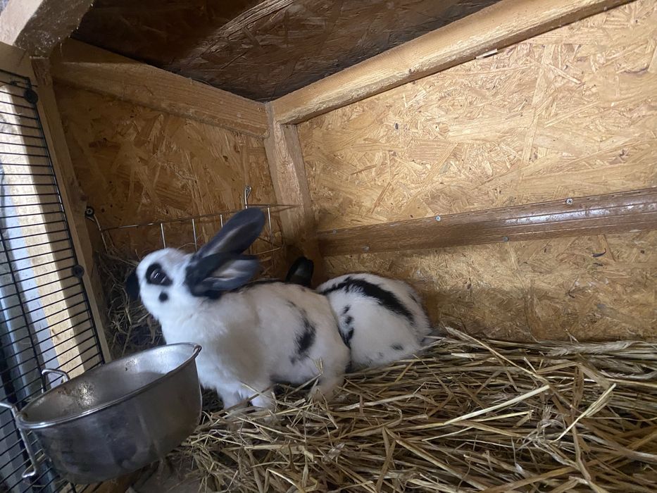 Sprzedam króliki