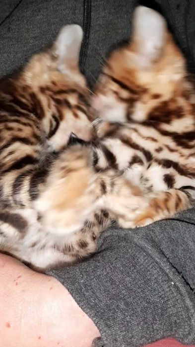 Бенгальські кошенятка які люблять ручки