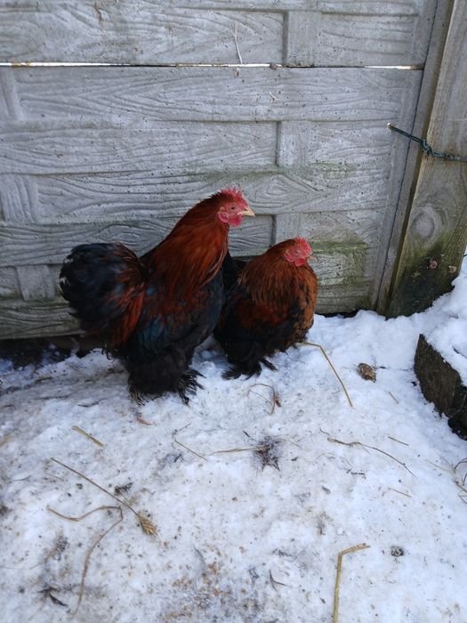 Parka kochinów miniaturowych