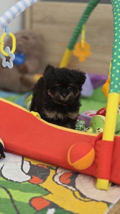Pomapoo  malutką suczką