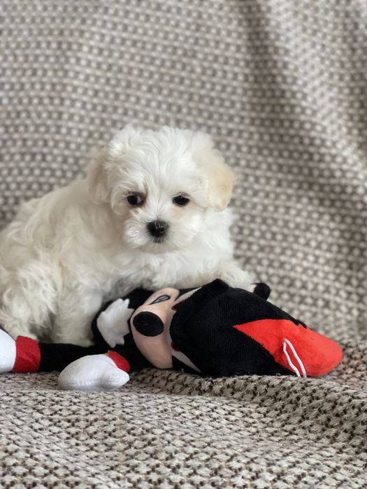 Мальтезе мальчик с документами