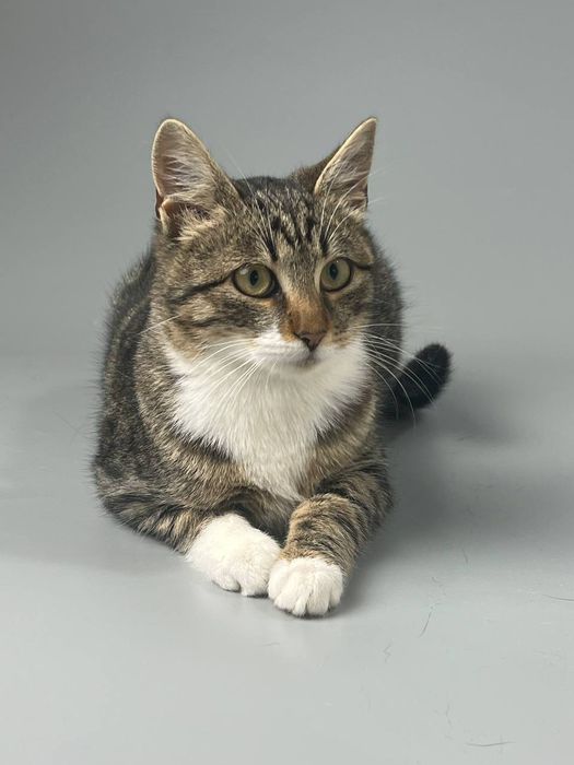 Котики подростки