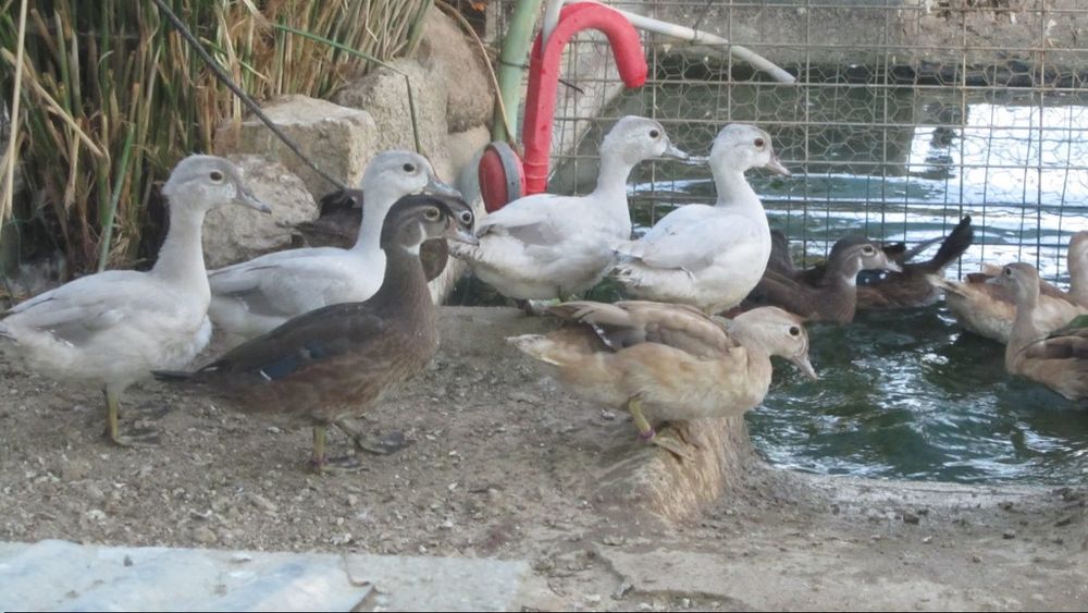 Pato Carolina cinza  entre outros patos