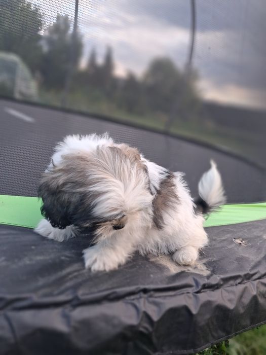 Shih tzu suczka 2 miesiące
