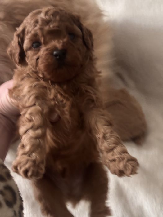 Мальтипу щенки мини