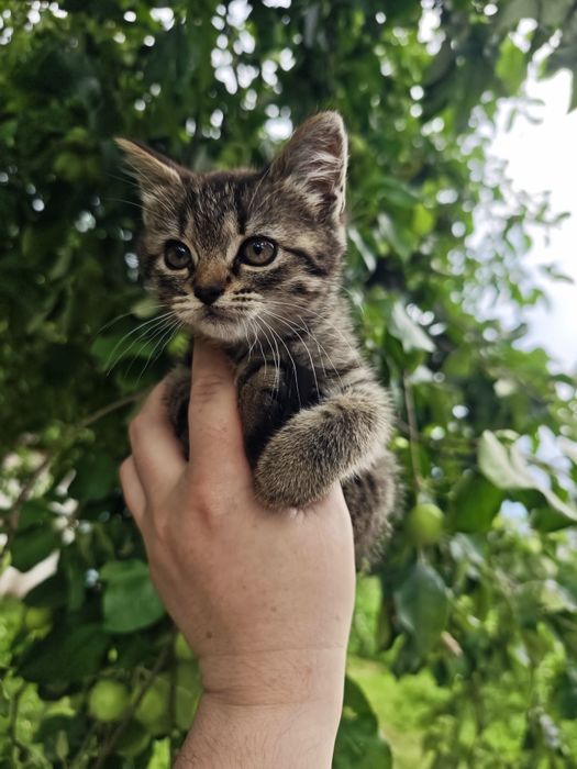 Безкоштовно кошенята