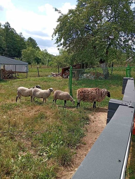 баран молодий продам