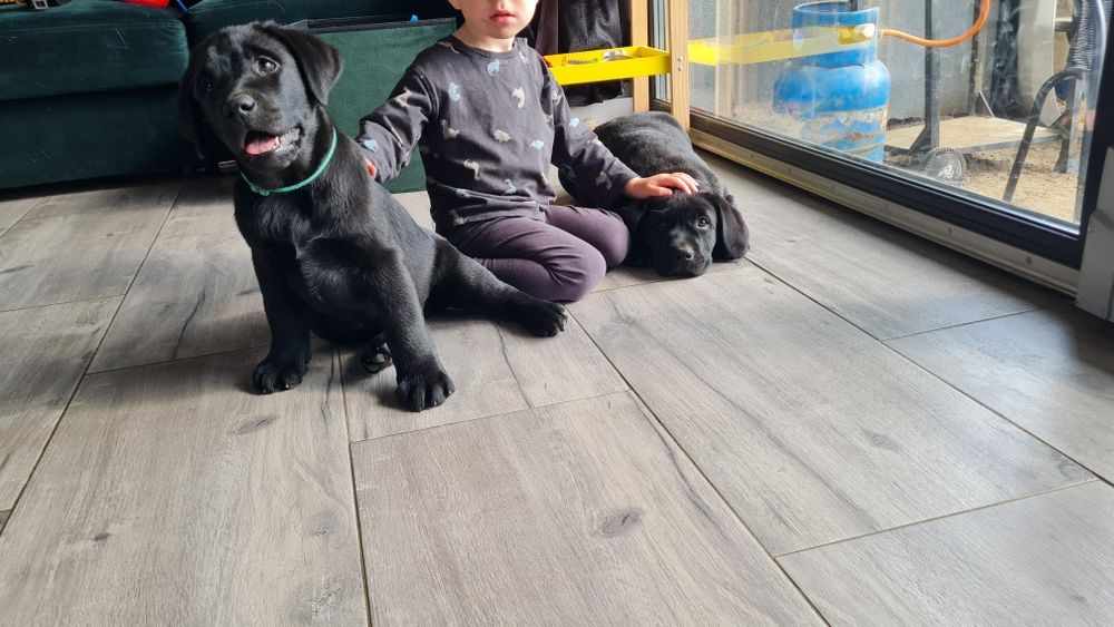 Czarny samiec Labrador Retriever ZKwP FCI