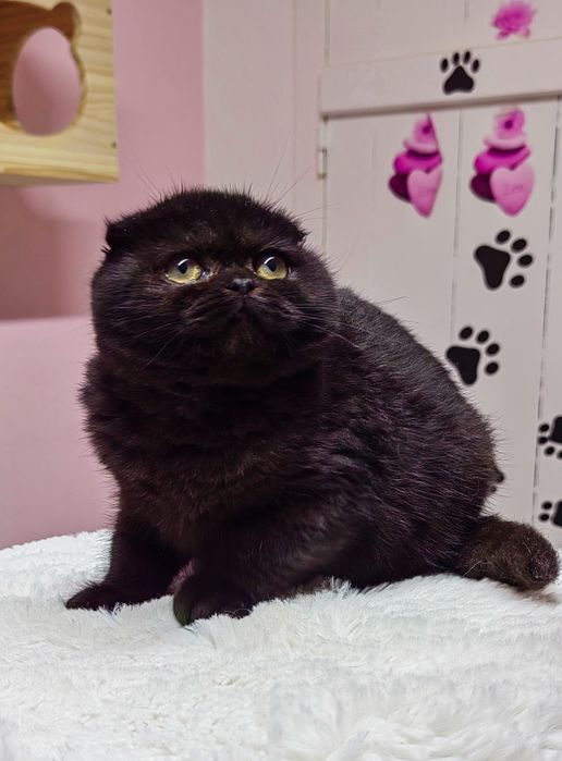 Menino scottish fold