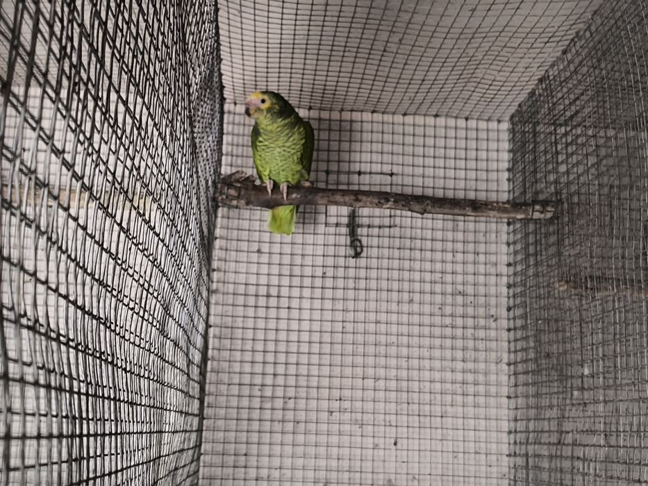 Papagaio Xanthops