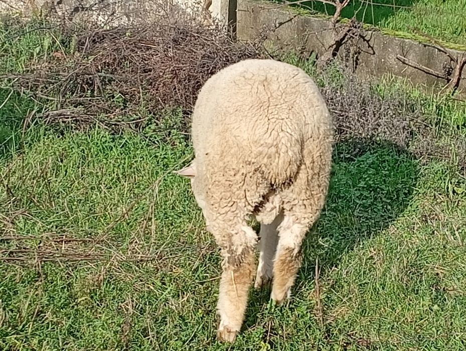 Disponível para venda dois borregos