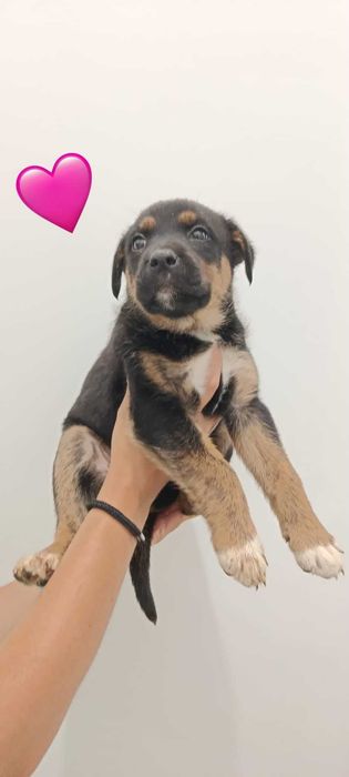 Cães para adoção
