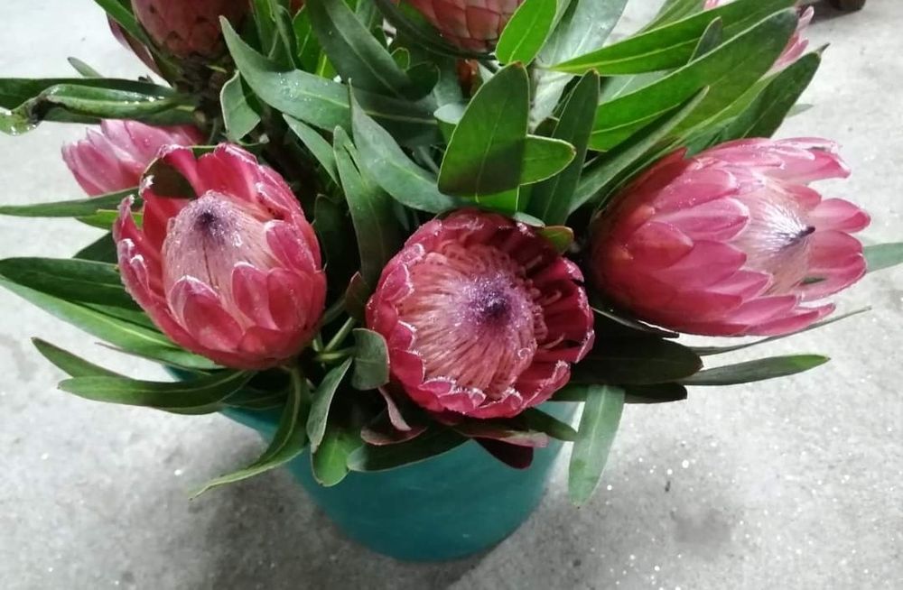 Protea neriifolia pink ice