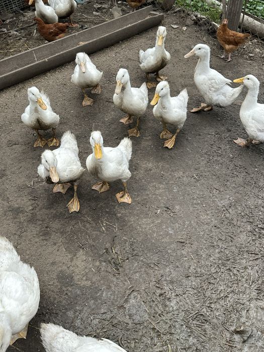 Sprzedam kaczki pekin