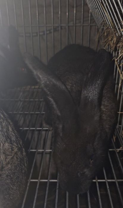 Coelhos novos Boa raça