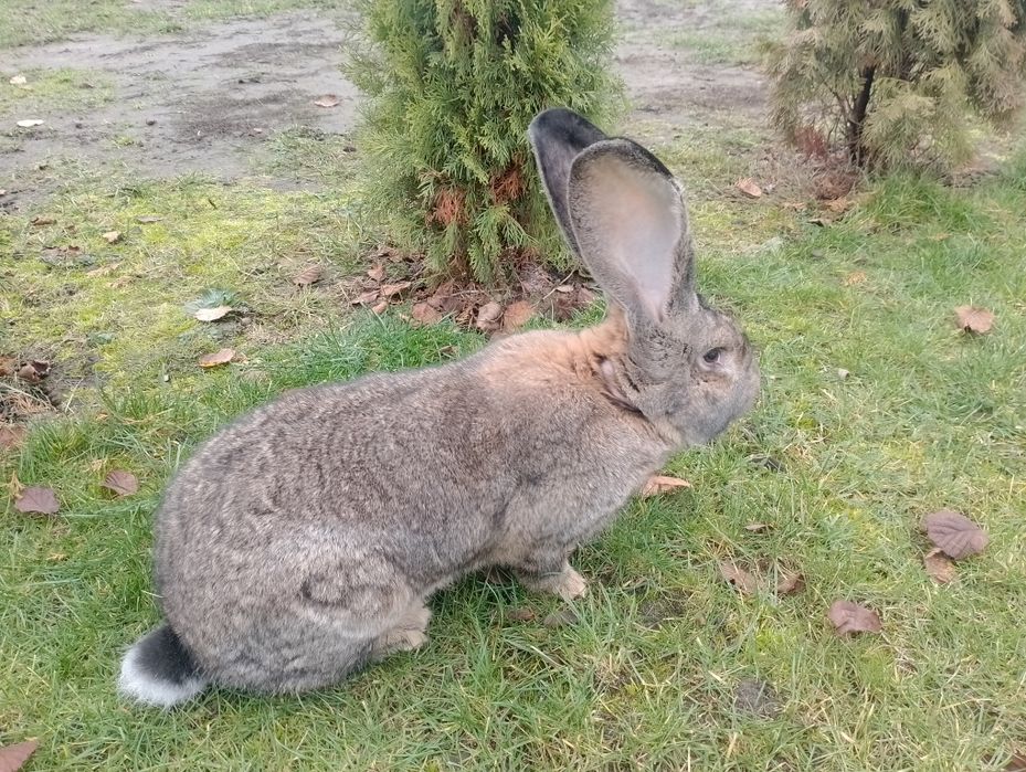 Sprzedam samca i samice  olbrzym belgijski samiec bos
