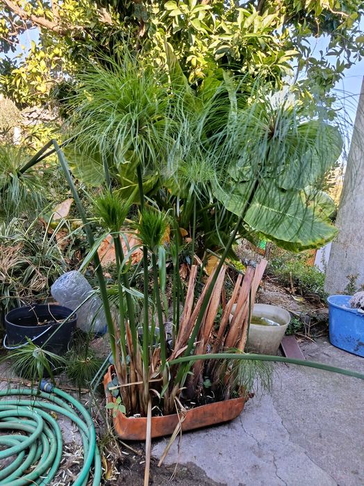 Plantas marginais margem para lagos filtros ou jardim - papiros varios e lirios de agua