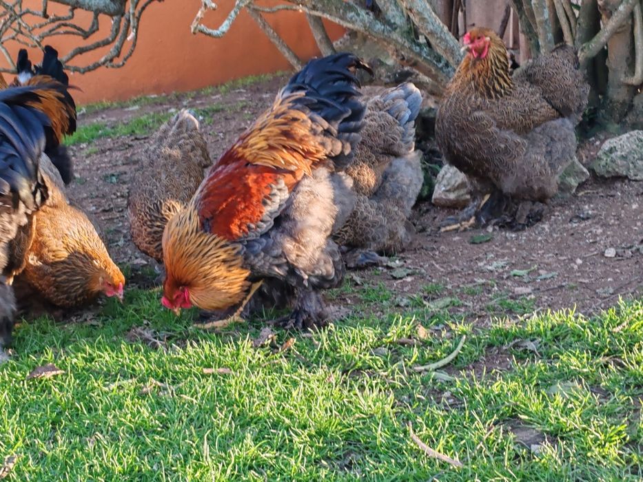 Galo Brahma perdiz azul dourado