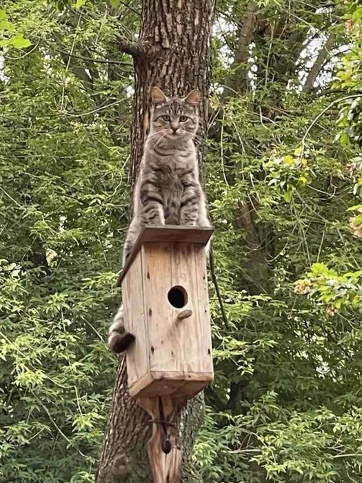 Безкоштовно котик