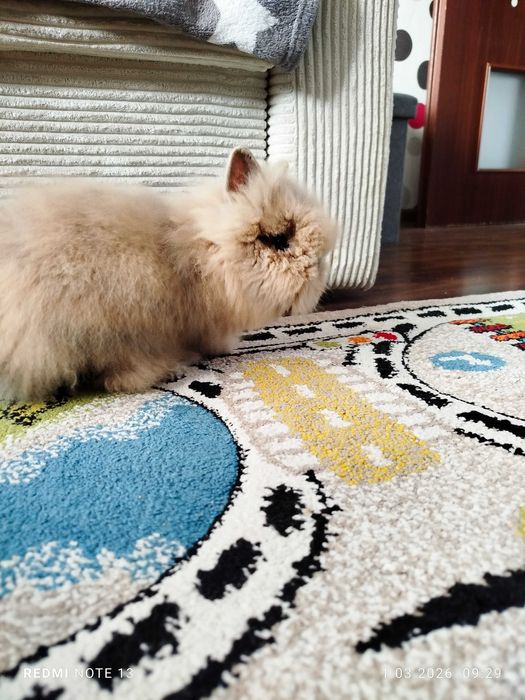 Królik karzełek Teddy