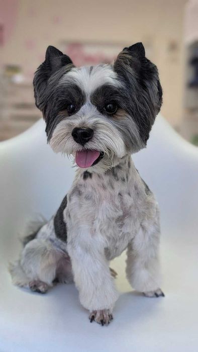 Груминг, стрижка собаки и кота, грумінг, грумер собак и котов