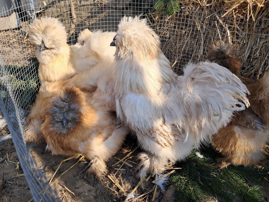 Jaja jajka silki USA