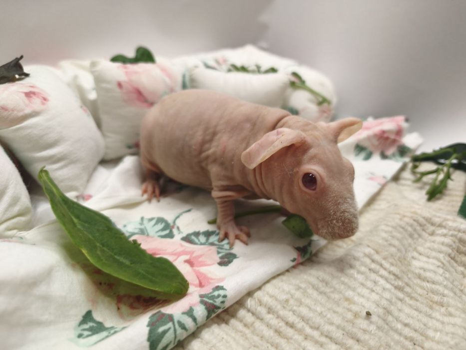 Морським свинки скінні свинки, пухнасті свинки, лисі міні бегемотики