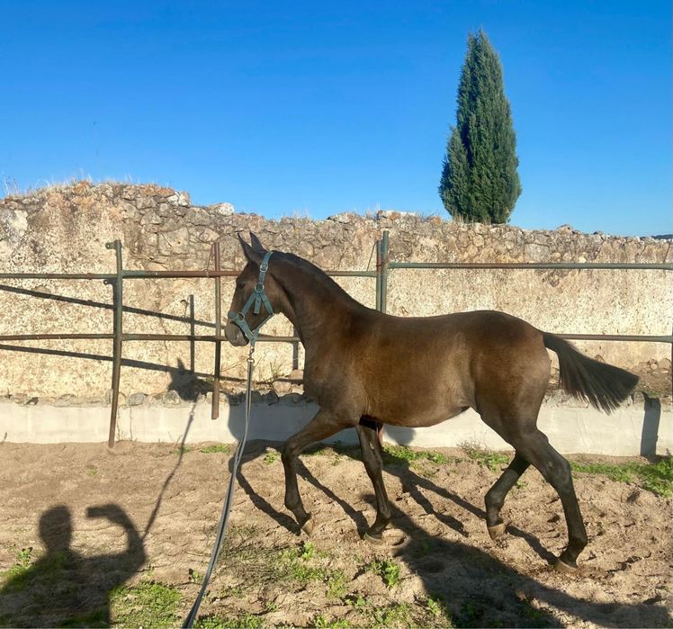 Animais lusitanos puros