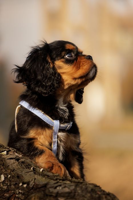 Cavalier King Charles Spaniel * Chłopczyk Tokyo - gotowy do odbioru