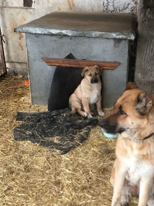 Цуценя (хлопчик) 2 місяці — віддам у добрі руки