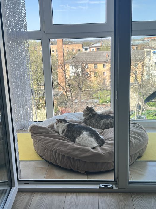 Перетримка собак