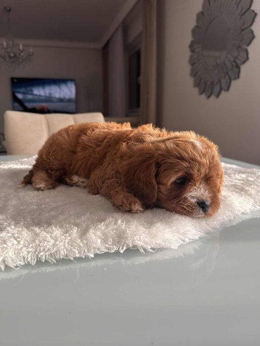 Cudowna sunia Cavapoo