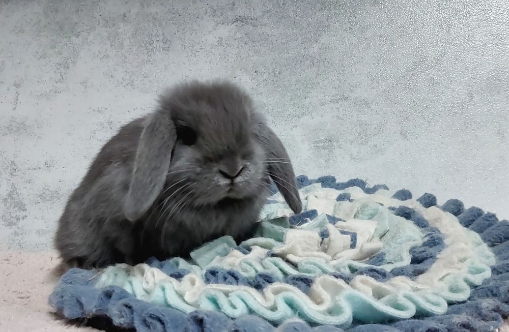 Królik mini lop baranek miniaturka karzełek