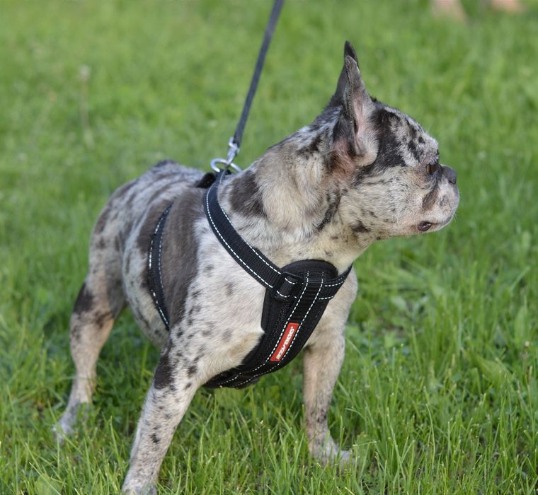 Француженка з блакитним оком.