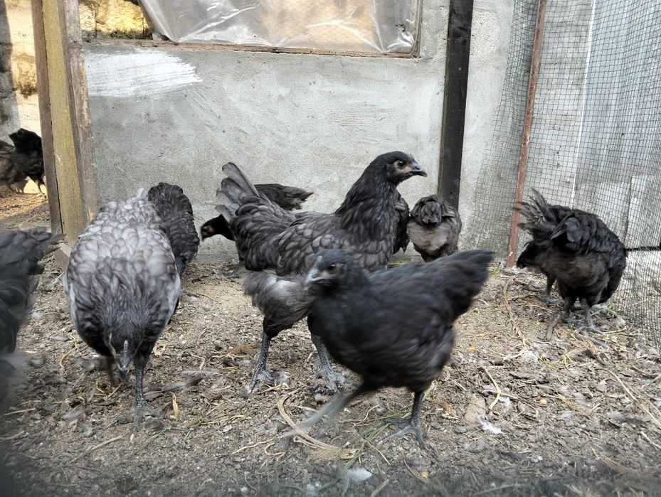 Jersey negro gigante e sedosas