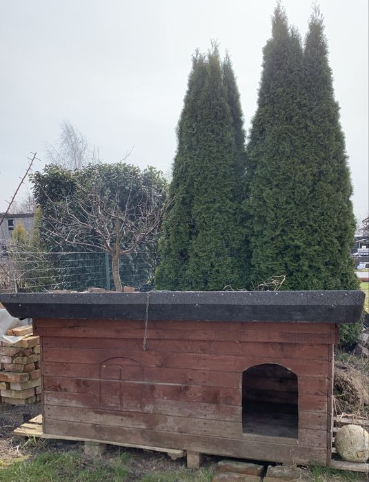 Buda podwórkowa dla Psa