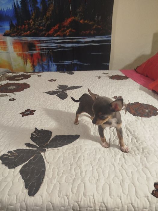 Chiuhuahua macho blue