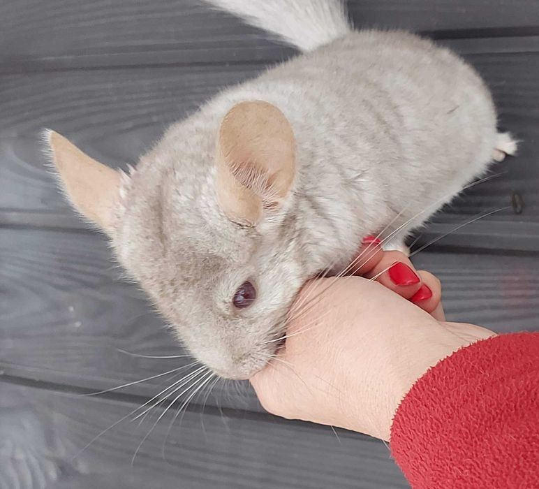 animais acessórios