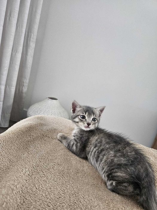 Adoção Responsável de Gatinhas Bebés