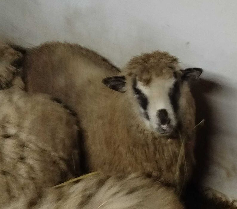 Вівці Барани, Баранина