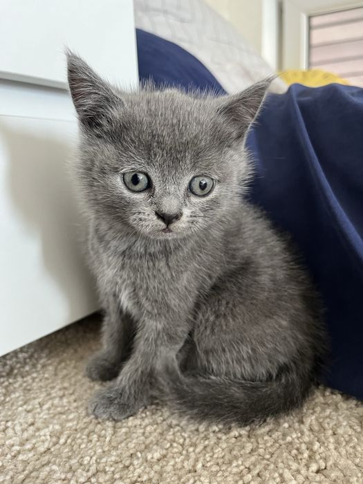 шотландські котята