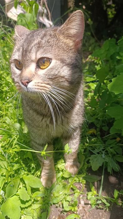 Віддам котика британець прямовухий
