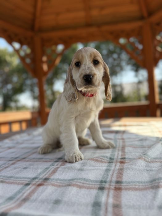 Sliczna Sunia Cocker Spaniel Angielski z Rodowodem i wyprawką