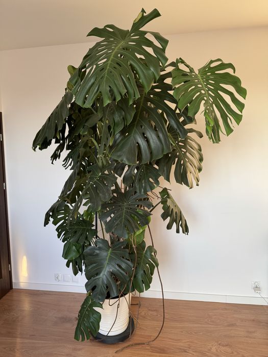 Monstera Deliciosa - piękna, duża