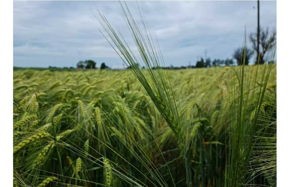 Do uprawy 30,80ha !