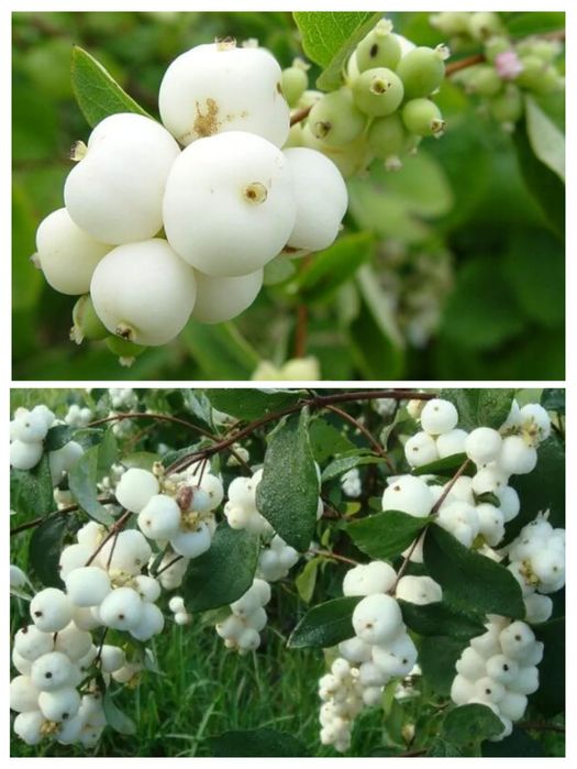 Лилейник, лилия, сантолина, сальвия, кареопсис, мята, кустарник