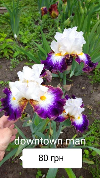 Ірис високий бородатий,  ірис карликовий, набір ірисів, садова квітк