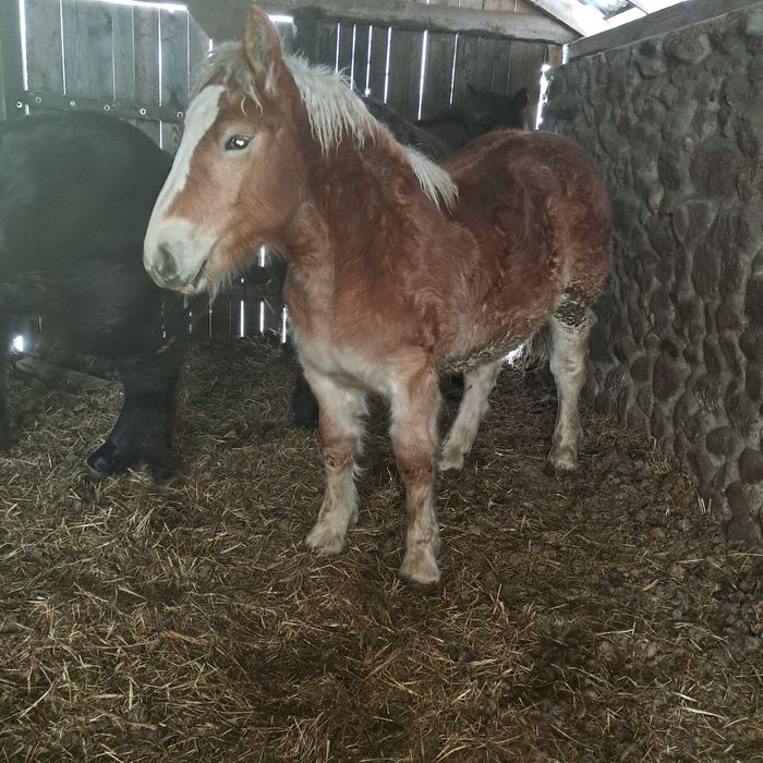 Sprzedam konie.     .