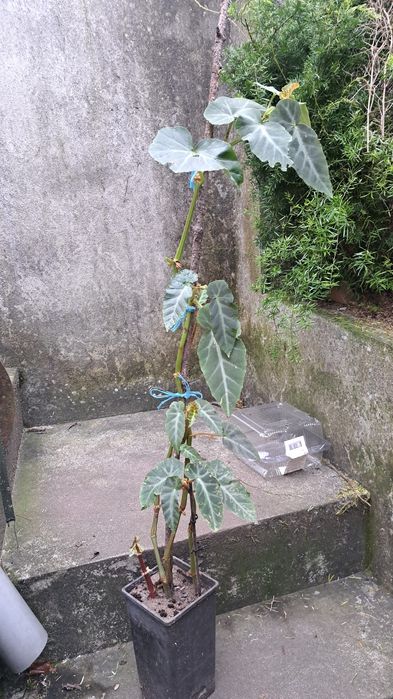 Begónia com varios pés