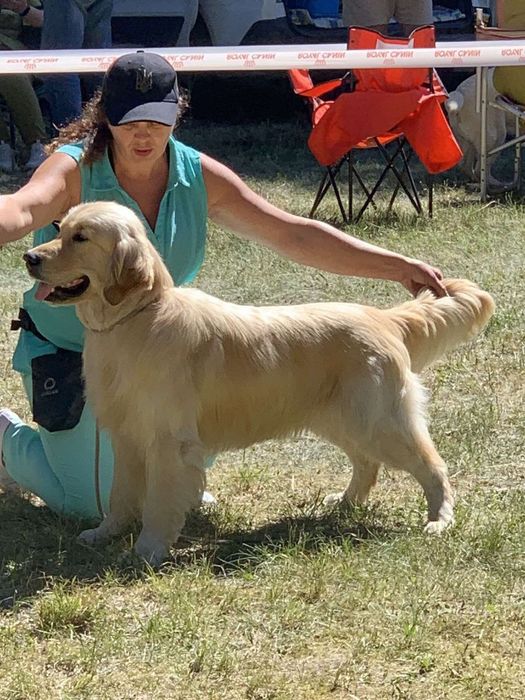 Пропонуємо кобеля на вязку